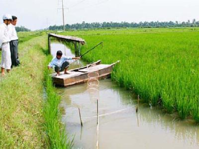 Kỹ thuật nuôi tôm trong ruộng lúa thích ứng với biến đổi khí hậu: Giải mặn, tích ngọt