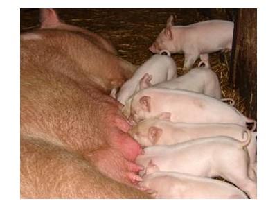 How to improve piglet gut health