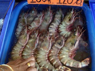 Black tiger shrimp becoming the new lobster
