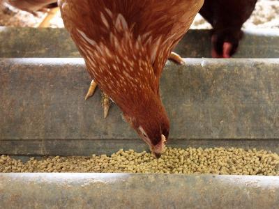 New developments in layer hen feeding