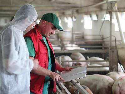 Why protein requirements differ for diseased livestock