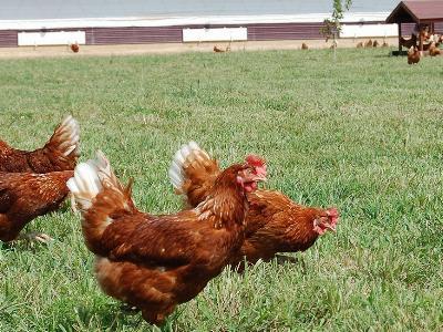 Warning for US egg producers: Beware of free-range hens
