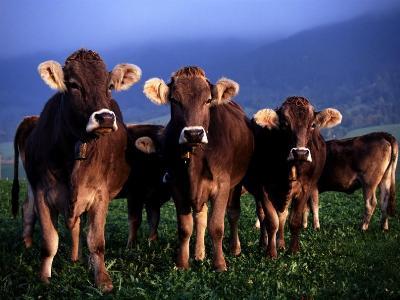Preparing Your Livestock for Cold Weather – Your Complete Guide