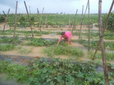 Một số giải pháp khôi phục sản xuất sau mưa lũ ở Nam Trung Bộ