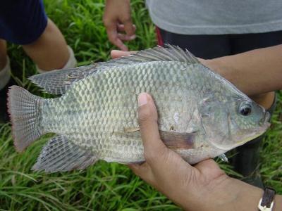 Tilapia Farming in India A Billion Dollar Business