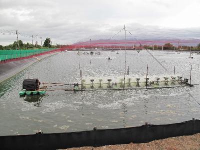 Aeration with pond capacity, Importance of Aeration and Total oxygen budget in pond