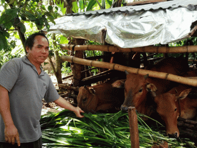 Có vốn mua bò, hết lo nghèo đói