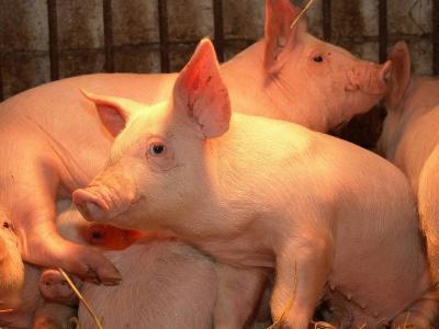 Growth in Russian pig meat trade