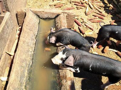 10 practical piglet gruel feeding guidelines