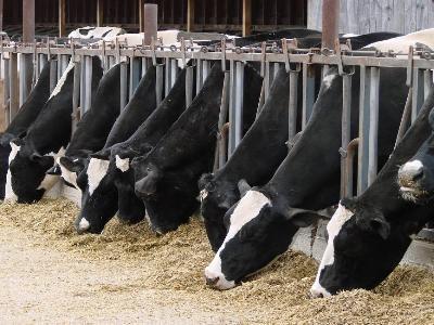 How feed efficient is your dairy cow?
