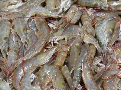 Critical decisions for shrimp harvesting and packing, Part 1