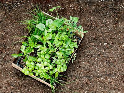 How to plant an easy edible garden