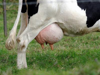 5 milk fever prevention strategies for dairy cows