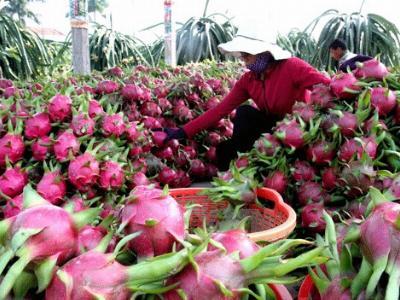 Nông sản Việt chinh phục nước Nhật: Chuối vượt sát hạch thế nào?
