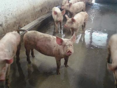 Solid floors are difficult to clean - TIPS ON PIGS