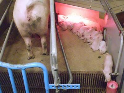 Cleaning the bowls for milk replacer supplementation - TIPS ON PIGS