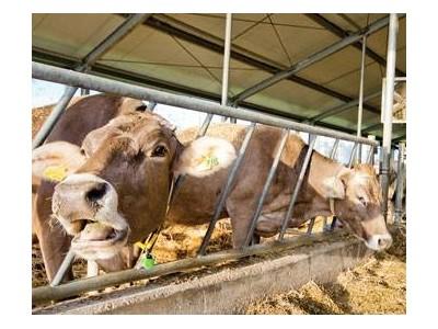 Seaweed mineral supplement for organic dairy cows