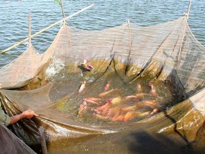 Thái Nguyên: Phòng tránh rét cho thủy sản trong mùa đông