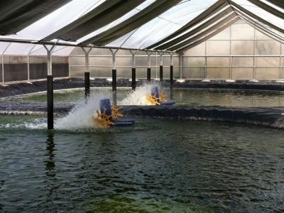 Microbial Dynamics in Shrimp Ponds