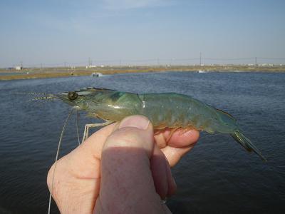 Saudi Arabia developing effective farmed shrimp biosecurity strategy