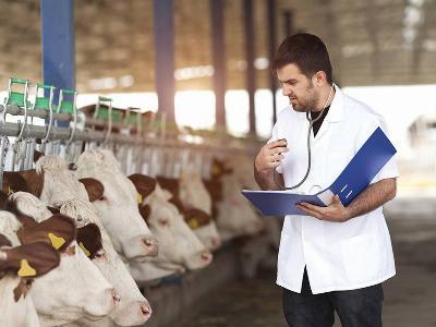 How to prevent milk fever in dairy cows