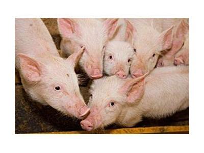 Replacing expensive lactose in piglet feeds