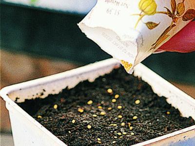 How to start seeds indoors
