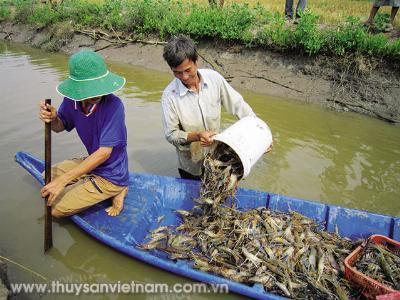 Bền vững tôm nuôi sinh thái