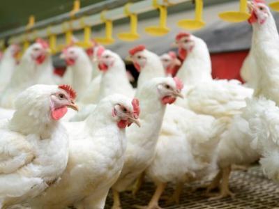 New broiler breeders feed recommendations developed