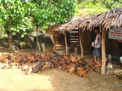 Mô hình chăn nuôi an toàn sinh học ở Quế Phong: Thay đổi nhận thức của người dân