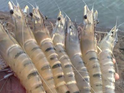 Organic Acid Supplements in Tiger Shrimp Diets