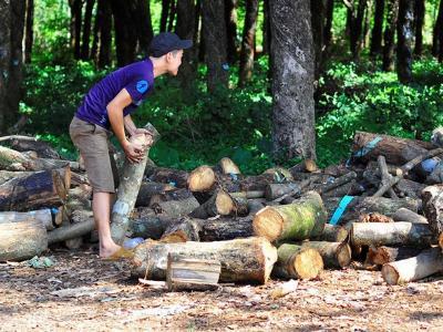 Doanh nghiệp Trung Quốc ồ ạt mua gỗ cao su