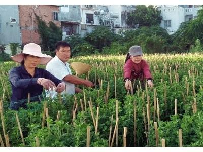 Vượt qua tật nguyền, vững chí làm giàu với rau, hoa