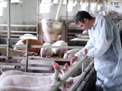 How to quantify health status in farm animals