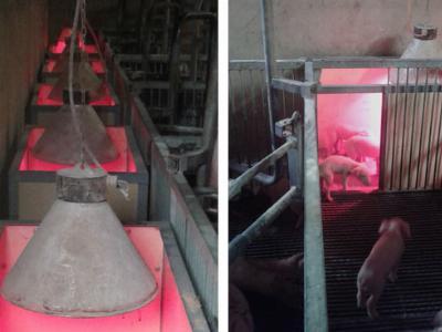 When the farrowing pen is small, we invent a nest - TIPS FOR PIGS