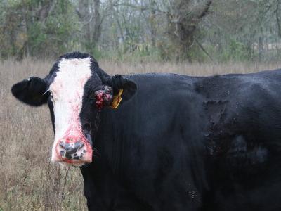 Diseases of Cattle: CANCER EYE
