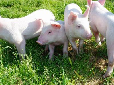Early piglet weaning in their own farrowing pen - TIPS ON PIGS