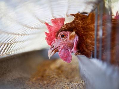 Understanding daily calcium cycle in layer hens