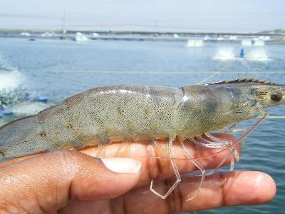 Management of Vannamei Shrimp Culture Ponds with High Stocking Density