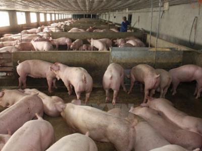 Giá lợn hơi giảm mạnh, khó bán: Cần bàn tay đàm phán của Chính phủ