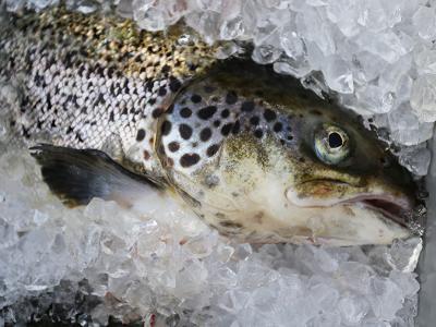 Fishmeal-free Atlantic salmon feed formulation shows promise