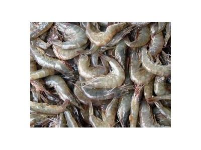 Saudi Arabia Lifts Pakistani Shrimp Import Ban