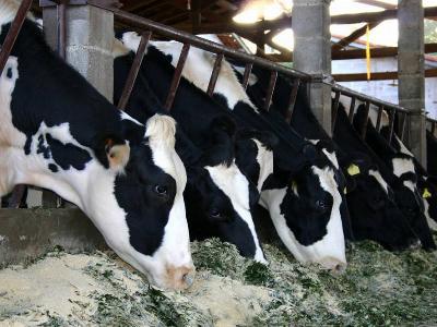Why dont dairy cows like fats and oils?