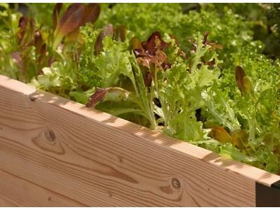 Vegetable Gardening For Beginners