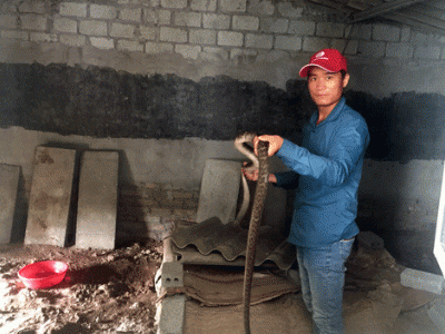 Làm giàu từ con “không kêu”