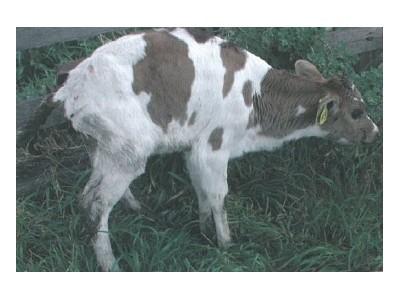 Diseases of Cattle: COCCIDIOSIS