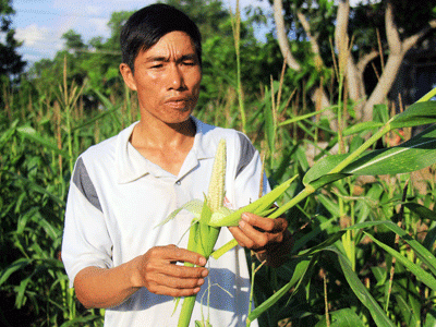 Vì sao dân chê bắp giống hỗ trợ sau hạn?