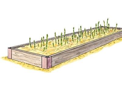 How To Grow Asparagus