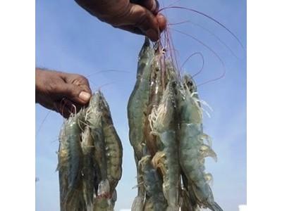 Shrimp biofloc production trials in Saudi Arabia