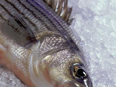 Gauging fatty acid composition in hybrid striped bass
